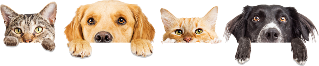 pet bg
