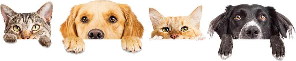pet bg